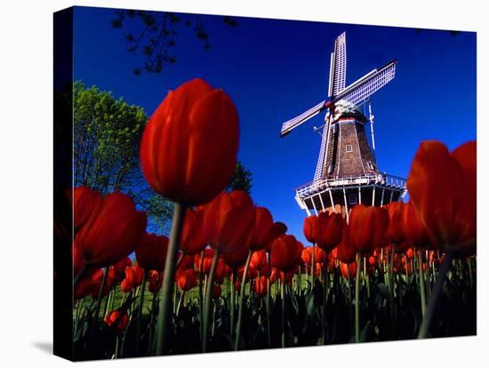 Tulips blooming on field against De Zwaan Windmill in Windmill Island Gardens, Holland, Michigan...-null-Premier Image Canvas