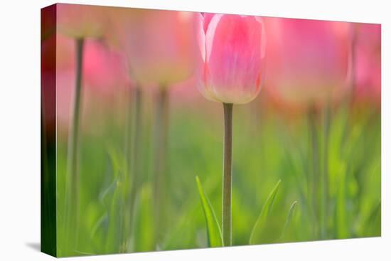 Tulips, Blossoms, Pink, Blossom, Blur, Tulpia, Blossom, Blossoms, Petals, Flowers-Herbert Kehrer-Premier Image Canvas