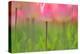 Tulips, Blossoms, Pink, Blossom, Blur, Tulpia, Blossom, Blossoms, Petals, Flowers-Herbert Kehrer-Premier Image Canvas