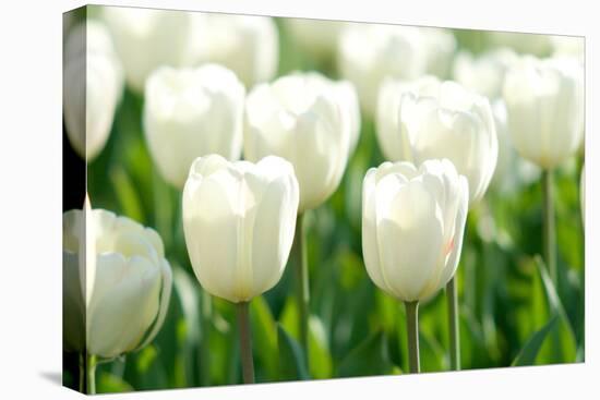 Tulips, Blossoms, White, Sunlight-Alexander Georgiadis-Premier Image Canvas