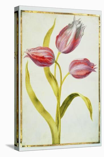 Tulips, C.1675-Nicolas Robert-Premier Image Canvas