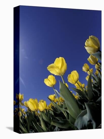 Tulips, Cincinatti, Ohio, USA-Adam Jones-Premier Image Canvas