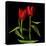 Tulips Embracing-Magda Indigo-Stretched Canvas