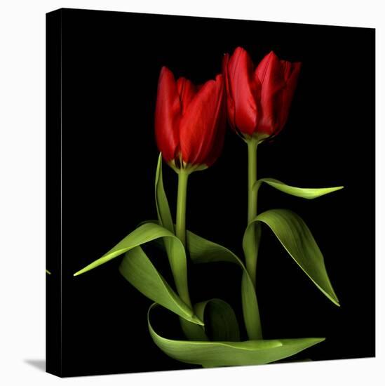 Tulips Embracing-Magda Indigo-Stretched Canvas