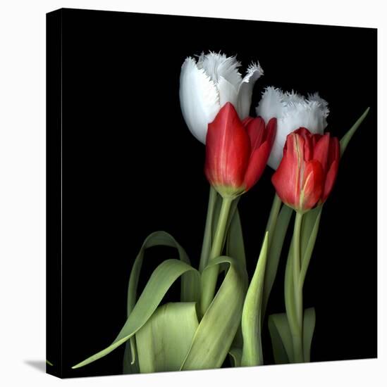 Tulips From Amsterdam-Magda Indigo-Stretched Canvas