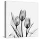 Tulips Greys 3-Albert Koetsier-Stretched Canvas