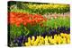 Tulips, Hyacinths and Daffodils-Colette2-Premier Image Canvas