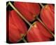 Tulips III-Danny Burk-Stretched Canvas