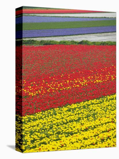 Tulips in Keukenhof Gardens, Amsterdam, Netherlands-Keren Su-Premier Image Canvas