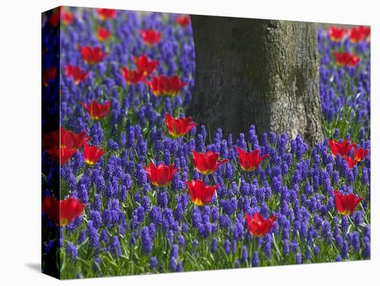 Tulips in Keukenhof Gardens, Amsterdam, Netherlands-Keren Su-Premier Image Canvas