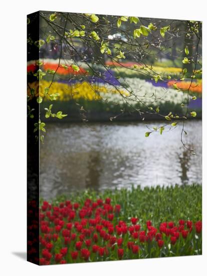 Tulips in Keukenhof Gardens, Amsterdam, Netherlands-Keren Su-Premier Image Canvas