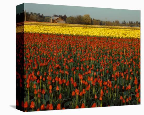 Tulips in Mt Vernon-Ike Leahy-Stretched Canvas