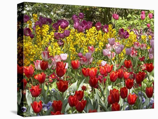 Tulips in St James's Park, London, England, United Kingdom-David Wall-Premier Image Canvas