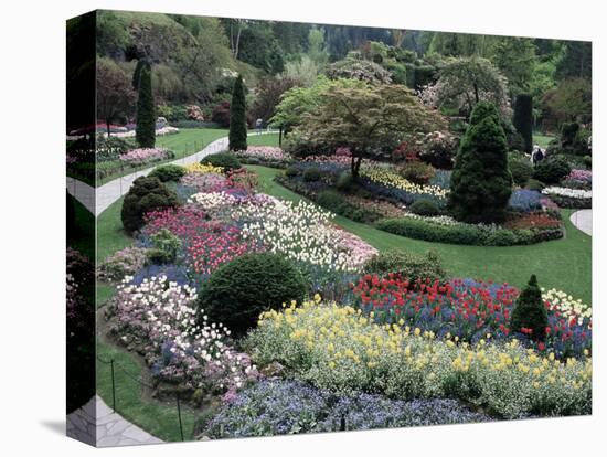 Tulips in the Butchart Gardens, Vancouver Island, Canada, British Columbia, North America-Alison Wright-Premier Image Canvas