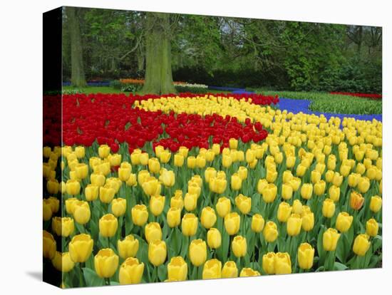 Tulips, Keukenhof Gardens, Netherlands-Gavin Hellier-Premier Image Canvas