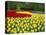 Tulips, Keukenhof Gardens, Netherlands-Gavin Hellier-Premier Image Canvas