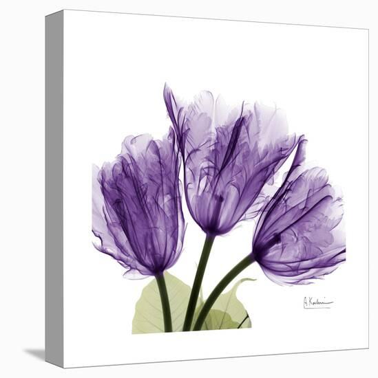 Tulips L63-Albert Koetsier-Stretched Canvas