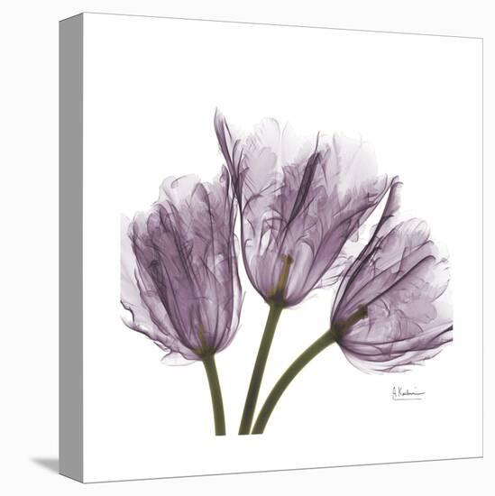 Tulips Lavender-Albert Koetsier-Stretched Canvas