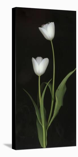 Tulips on Black Background-Anna Miller-Premier Image Canvas