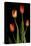 Tulips on Black Background-Anna Miller-Premier Image Canvas