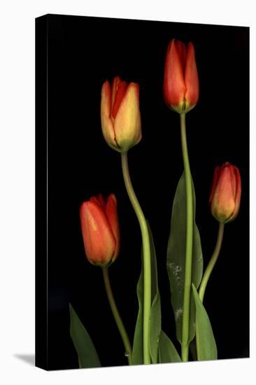 Tulips on Black Background-Anna Miller-Premier Image Canvas
