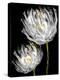 Tulips on Black II-Vanessa Austin-Stretched Canvas