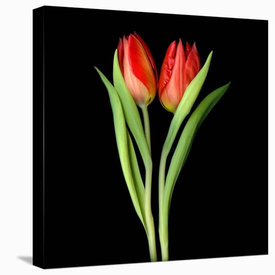 Tulips Red-Magda Indigo-Premier Image Canvas