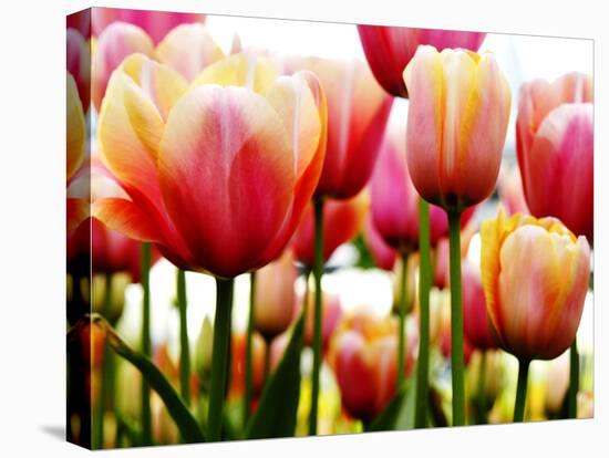 Tulips-null-Premier Image Canvas