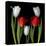 tulips-Magda Indigo-Premier Image Canvas