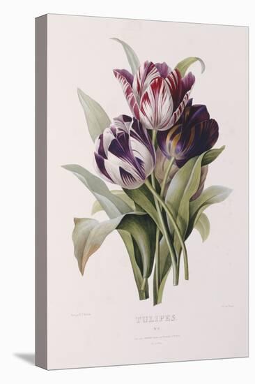 Tulips-Pierre-Joseph Redouté-Premier Image Canvas