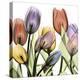Tulipscape 2-Albert Koetsier-Stretched Canvas