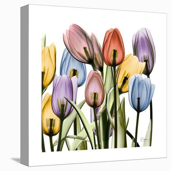 Tulipscape-Albert Koetsier-Stretched Canvas