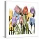 Tulipscape-Albert Koetsier-Stretched Canvas