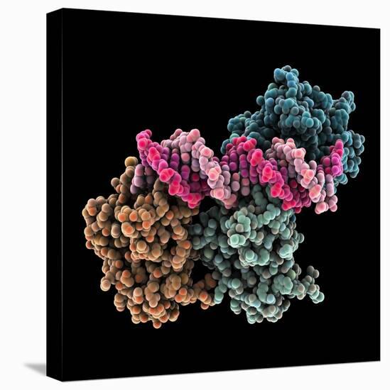 Tumour Suppressor P53 with DNA-Laguna Design-Premier Image Canvas