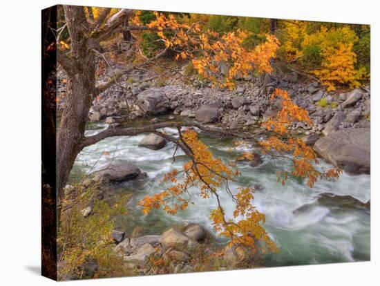 Tumwater Canyon, Maple Tree and Wenatchee River, Wenatchee National Forest, Washington, Usa-Jamie & Judy Wild-Premier Image Canvas