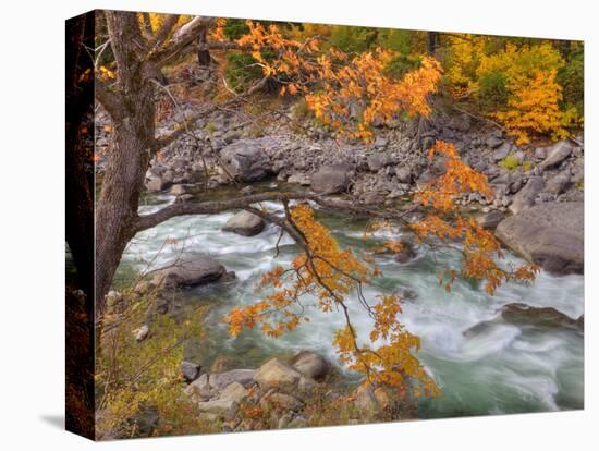 Tumwater Canyon, Maple Tree and Wenatchee River, Wenatchee National Forest, Washington, Usa-Jamie & Judy Wild-Premier Image Canvas