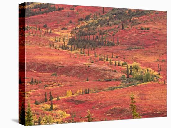 Tundra of Denali National Park, Dwarf Willow and Bear Berry, Alaska, USA-Charles Sleicher-Premier Image Canvas