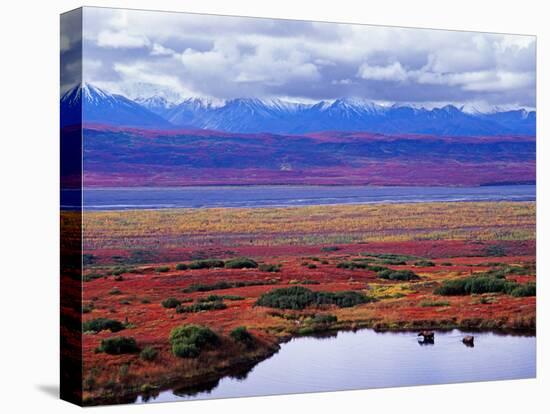 Tundra of Denali National Park with Moose at Pond, Alaska, USA-Charles Sleicher-Premier Image Canvas