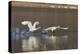 Tundra Swans Taking Flight-Ken Archer-Premier Image Canvas