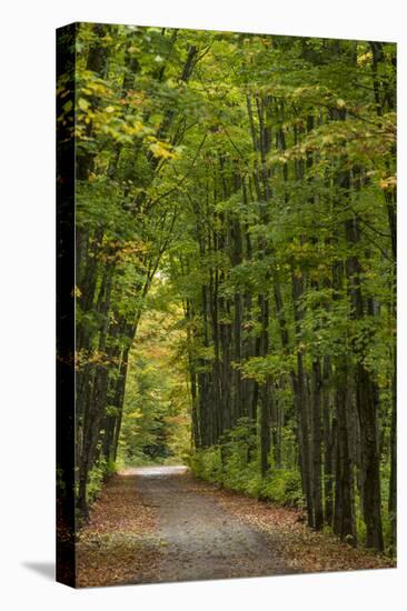 Tunnel of trees on the Covered Road near Houghton, Michigan, USA-Chuck Haney-Premier Image Canvas