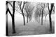 Tunnel of Trees-Monte Nagler-Stretched Canvas