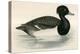 Tupted Duck-Beverley R. Morris-Premier Image Canvas