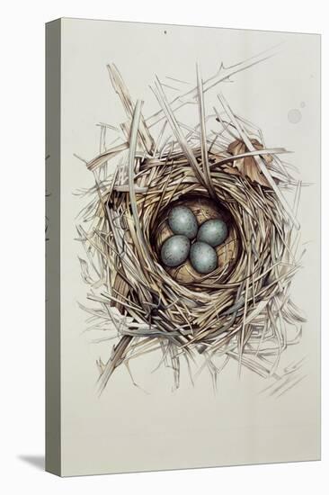 Turdus Merula (Blackbird), 1999-Sandra Lawrence-Premier Image Canvas