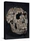 Turkana Boy Skull-Javier Trueba-Premier Image Canvas