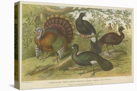 Turkey and Curassows-null-Premier Image Canvas