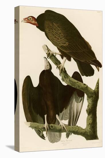 Turkey Buzzard-John James Audubon-Premier Image Canvas