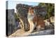 Turkey, Izmir, Selcuk, Cat in the ruins of Ephesus-Emily Wilson-Premier Image Canvas