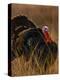 Turkey Showing Mating Display-Chase Swift-Premier Image Canvas