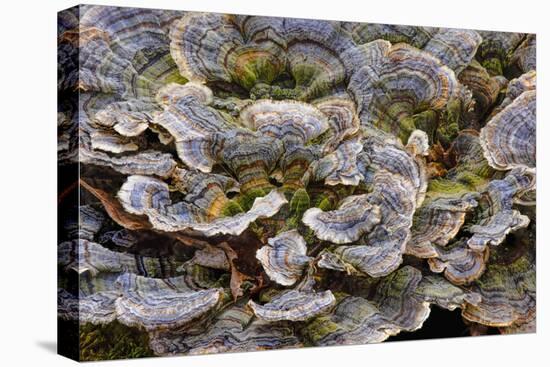 Turkey tail bracket fungi. The Parklands, Louisville, Kentucky-Adam Jones-Premier Image Canvas