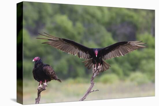 Turkey Vulture (Cathartes Aura) Landing, in Flight-Larry Ditto-Premier Image Canvas